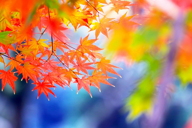 2024年南京师范大学中北学院在云南录取分数线（附近几年最低位次排名）