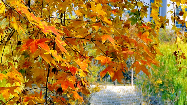 上海外国语大学贤达经济人文学院2024年在江苏录取分数线、对应位次(附近几年最低录取分数线及位次排名)