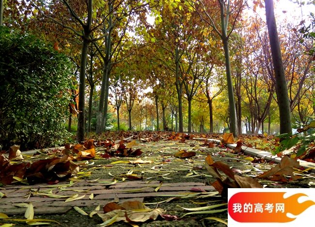 安徽理工大学2024年在山东录取分数线、对应位次（附近几年最低录取分数线及位次排名）(图1)