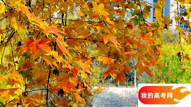 吉林工业职业技术学院2024年在贵州录取分数线、对应位次（附近几年最低录取分数线及位次排名）(图1)