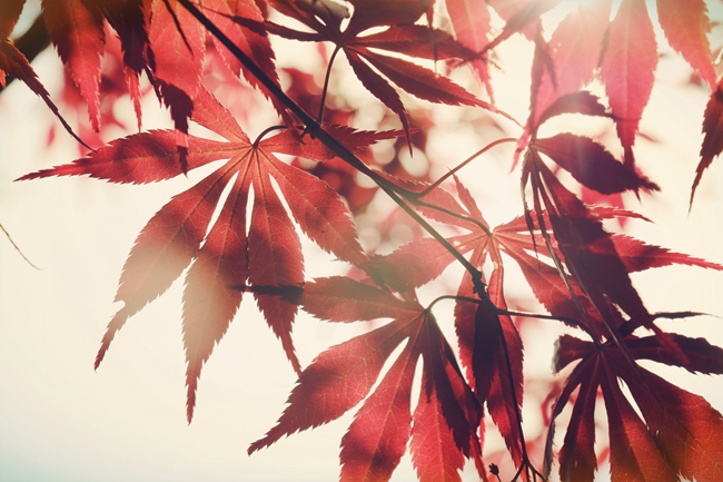 2024年河北科技师范学院在福建录取分数线（附近几年最低位次排名）(图1)